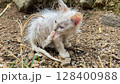 cat in a garden 128400988