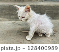 white cat on the street 128400989