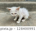 white cat lay on the floor 128400991