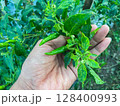 green chili in hand 128400993