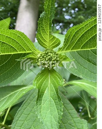 ふくらむ蕾　咲く前のアジサイ 128401057
