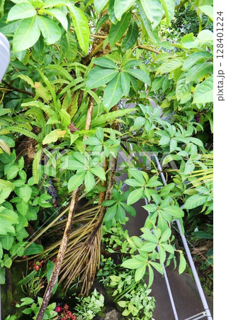 温室に植えられたオガサワラタコノキ 128401224