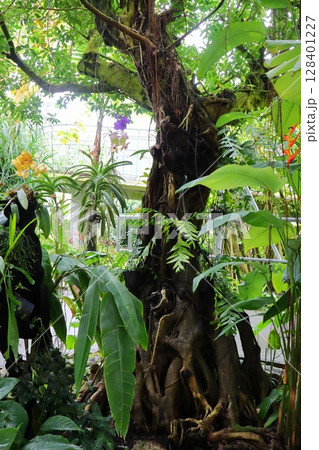 温室に植えられたガジュマルの木 128401227