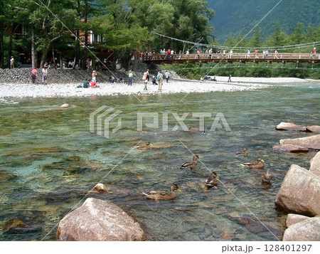 Kamikochi in midsummer 盛夏の上高地，清流 梓川の流れに浮かぶ涼しげな水鳥たち 128401297