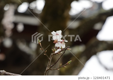 肌寒い中で咲く一輪の桜 肌寒い中で咲く一輪の桜 128401471