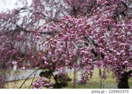 ピンク色のしだれ桜 ピンク色のしだれ桜 128401473