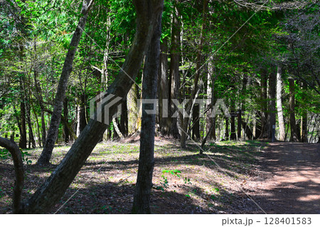 山中湖 文学の森公園の景色 山中湖 文学の森公園の景色 128401583