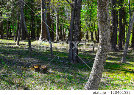 山中湖 文学の森公園の景色 山中湖 文学の森公園の景色 128401585