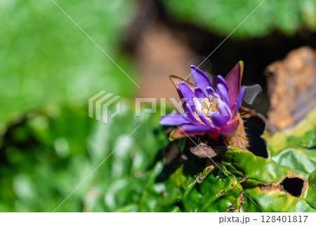 オニバス オニバス 128401817