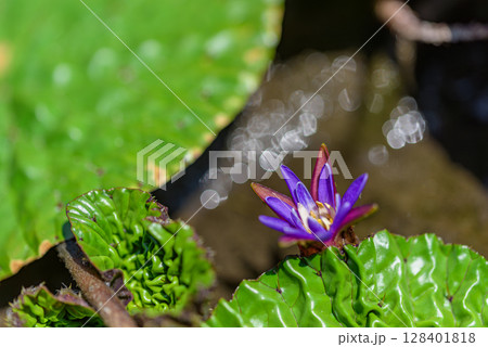 オニバス オニバス 128401818