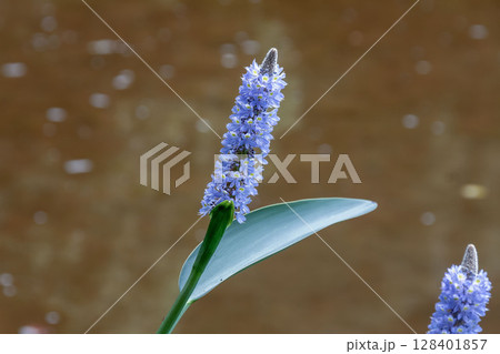 北アメリカ原産のポンテデリアは水辺に咲く【ミズアオイ科】 128401857