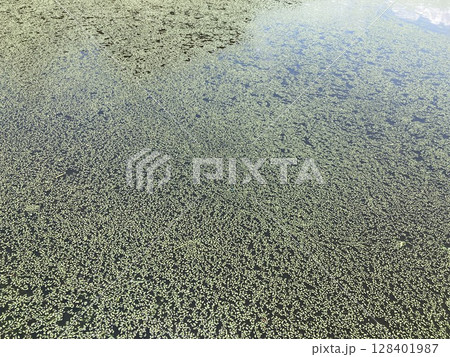 癒される水草の風景 128401987