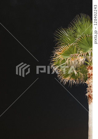 Palm Tree Against Night Sky with Vibrant Foliage 128402243