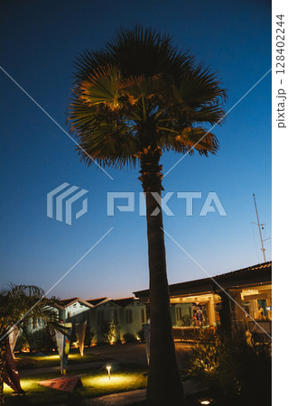 Evening View of Palm Tree Against Twilight Sky 128402244