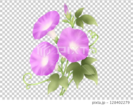 牽牛花③ 牽牛花③ 128402279