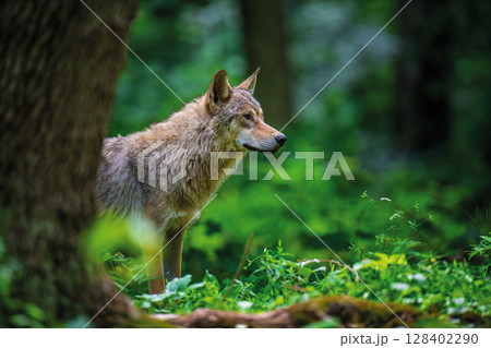 Wolf in summer forest. Wildlife scene from nature. Wild animal in the natural habitat 128402290