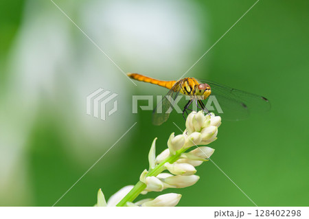 ナツアカネ 128402298