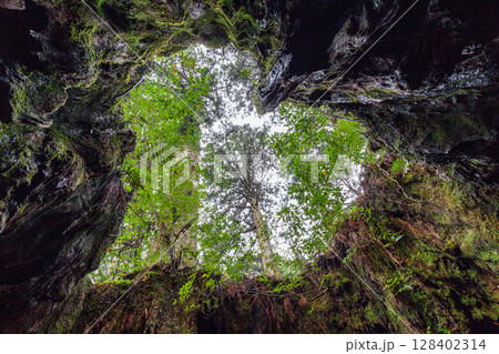 ウイルソン株のハート　屋久島屋久杉切り株(1月) 128402314