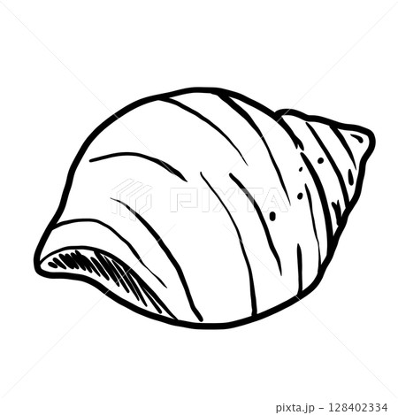 Sea Shells Hand drawn line art sketch doodle fisherman aesthetic coastal nautical illustration  128402334