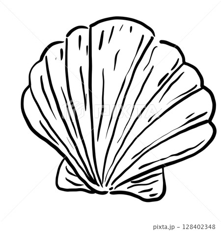 Sea Shells Hand drawn line art sketch doodle fisherman aesthetic coastal nautical illustration  128402348