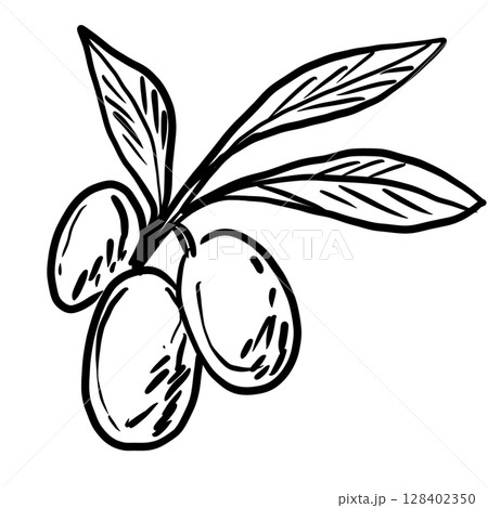 Olive branch Hand drawn line art sketch doodle fisherman aesthetic coastal nautical illustration  128402350