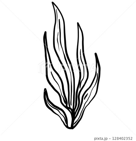 Sea plant Hand drawn line art sketch doodle fisherman aesthetic coastal nautical illustration  128402352