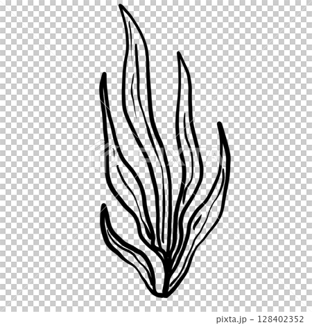 Sea plant Hand drawn line art sketch doodle fisherman aesthetic coastal nautical illustration  128402352