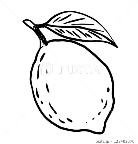 Lemon Hand drawn line art sketch doodle fisherman aesthetic coastal nautical illustration  128402370