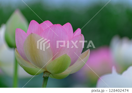 ハスの花 128402474
