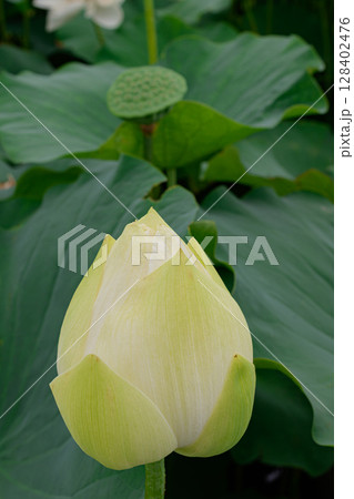ハスの花 128402476