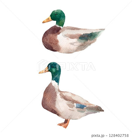 Watercolor ducks set hand drawn mallard birds in standing and swimming poses on white background 128402758