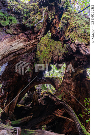 屋久杉二代くぐり杉　屋久島白谷雲水峡(2月) 128403263