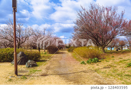 運動公園　梅林ー22 128403595