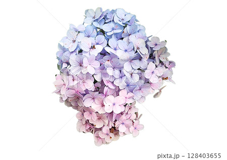 Bouquet of Hydrangea PNG Transparent Background. 128403655