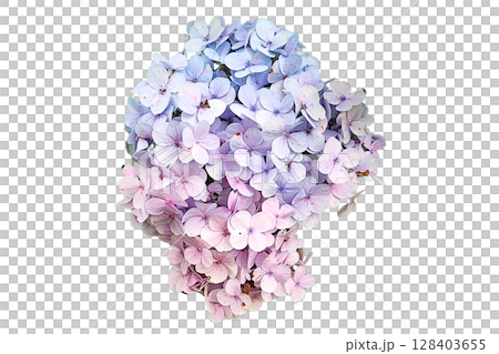Bouquet of Hydrangea PNG Transparent Background. 128403655