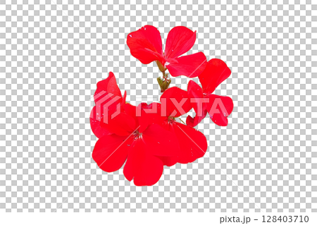 Geranium Flower PNG Transparent Background 128403710