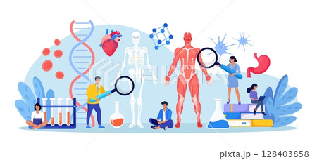 People studying anatomy of male muscular system and skeleton. Anatomical structure of human body. Medicine, physiology. Biology lesson at college. Students researching bone, muscle, blood systems 128403858