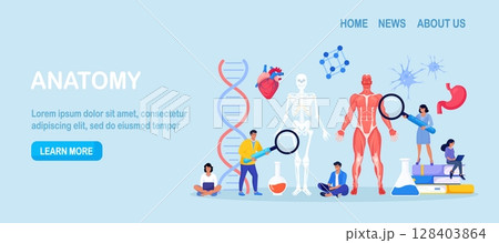 People studying anatomy of male muscular system and skeleton. Anatomical structure of human body. Medicine, physiology. Biology lesson at college. Students researching bone, muscle, blood systems 128403864