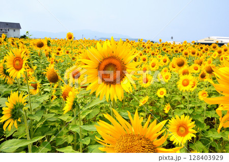 ヒマワリ、ひまわり、向日葵 ヒマワリ、ひまわり、向日葵 128403929