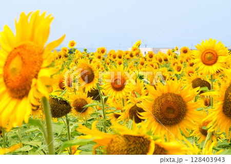 ヒマワリ、ひまわり、向日葵 ヒマワリ、ひまわり、向日葵 128403943