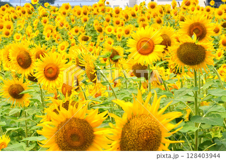 ヒマワリ、ひまわり、向日葵 128403944