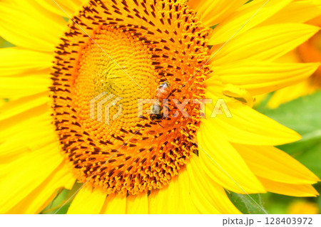 ヒマワリに集まるミツバチ ヒマワリに集まるミツバチ 128403972