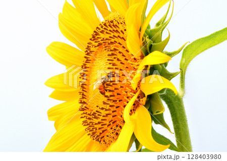 ヒマワリに集まるミツバチ 128403980