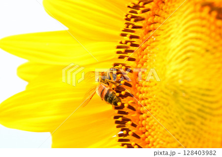 ヒマワリに集まるミツバチ 128403982