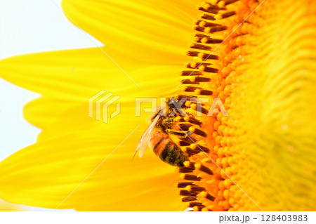 ヒマワリに集まるミツバチ 128403983