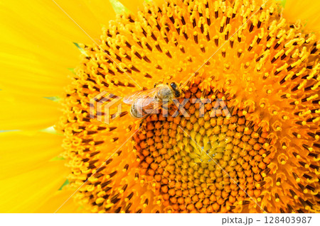 ヒマワリに集まるミツバチ ヒマワリに集まるミツバチ 128403987