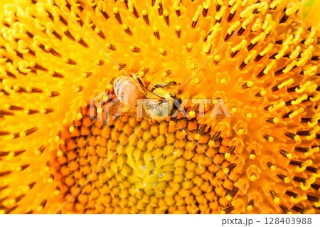 ヒマワリに集まるミツバチ ヒマワリに集まるミツバチ 128403988