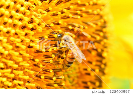 ヒマワリに集まるミツバチ 128403997