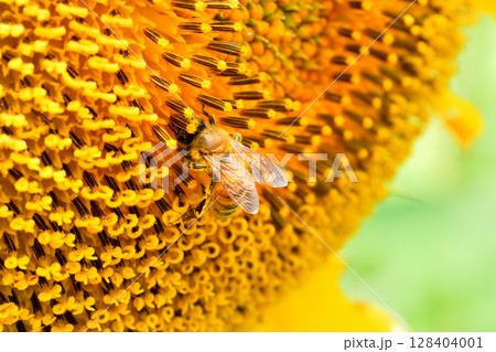 ヒマワリに集まるミツバチ 128404001