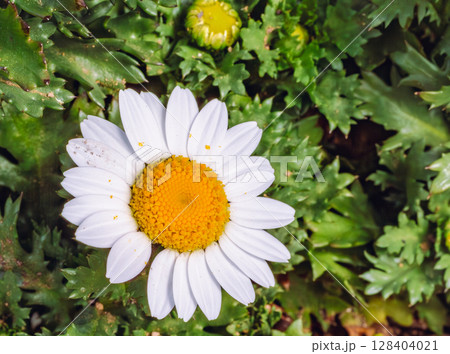 ヒナギクの花ー6 128404021